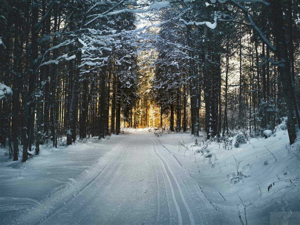 польза лыж для здоровья